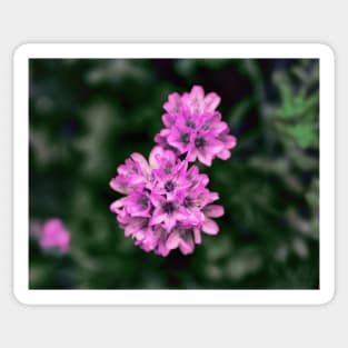 Delicate Pink Flowers Sticker